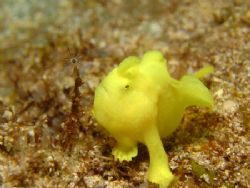 Commerson's Frogfish
Check him out blowing and making a ... by Jeffrey M Owen 